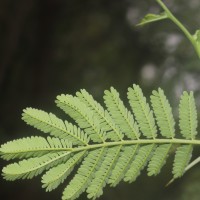 Vachellia nilotica (L.) P.J.H.Hurter & Mabb.